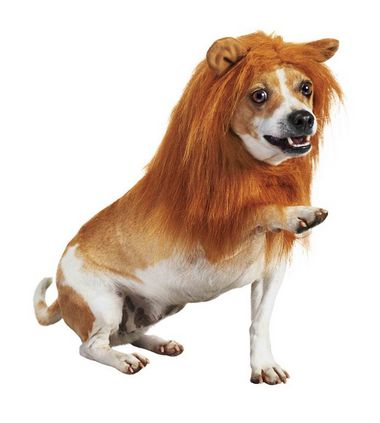 cosplay-wig-pet-lion-dog